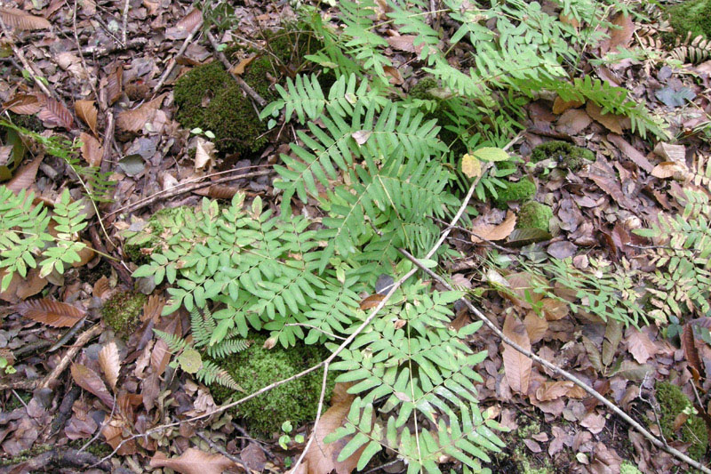 Osmunda regalis / Osmunda regale